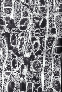 white rot x sec hardwood sem